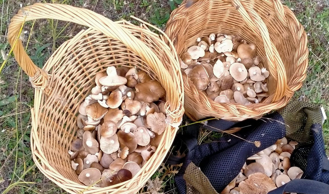 Seta de cardo by MariaBlanco Seta de cardo by MariaBlanco